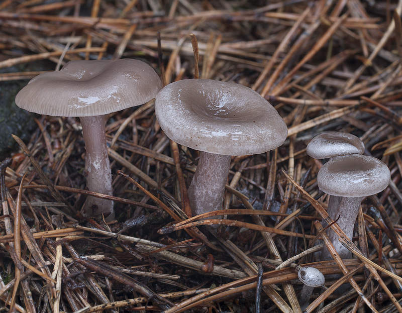 Clitocybe vibecina